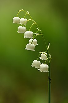 Cuál Es El Nombre Científico Del Lirio De Los Valles?