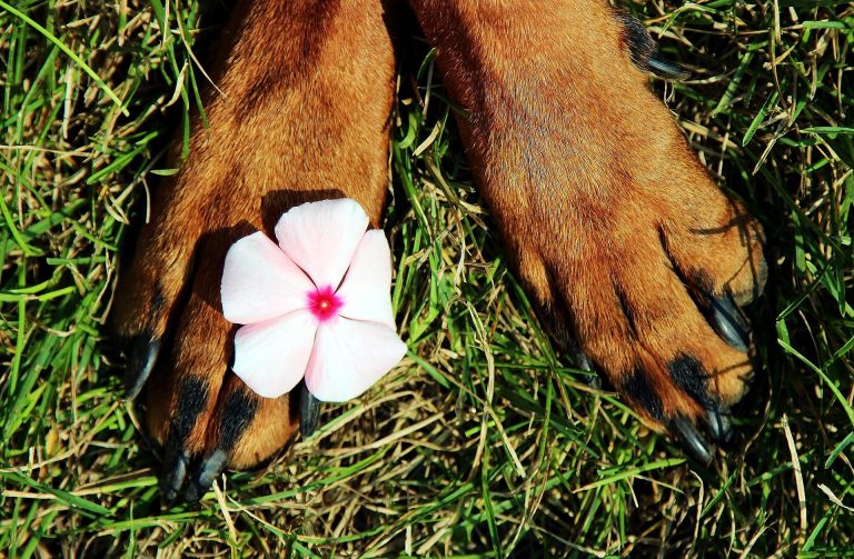 Es Seguro Tener Flores Tóxicas En Un Hogar Con Mascotas?