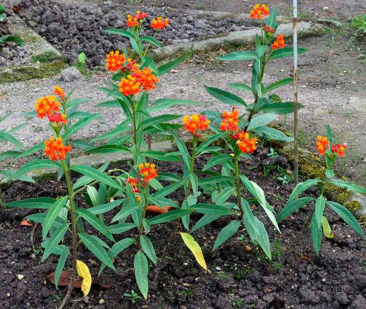 Es La Asclepia Adecuada Para Todo Tipo De Jardines?