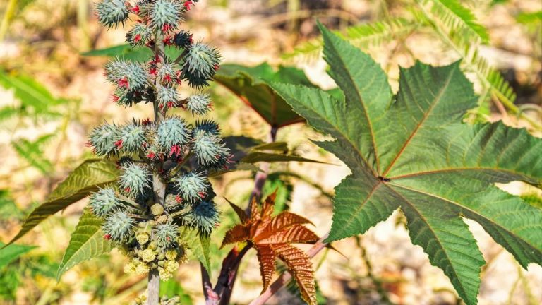 Son Fáciles De Cultivar Las Plantas De Ricino Para Principiantes?