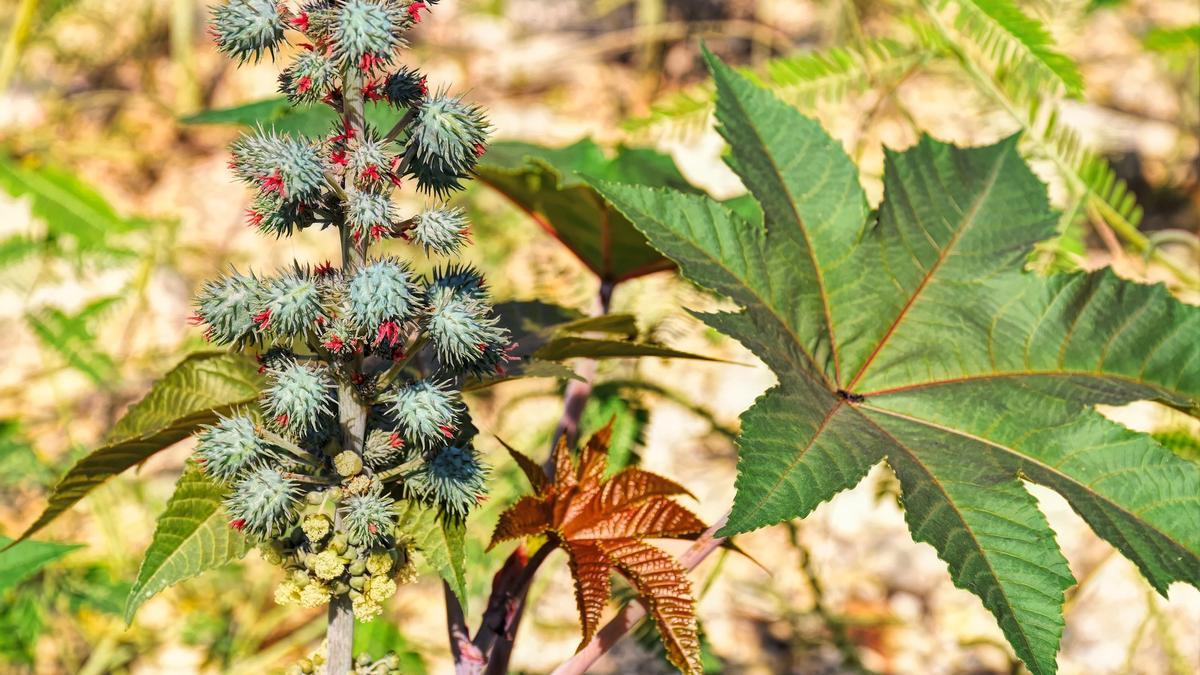 Son fáciles de cultivar las plantas de ricino para principiantes?
