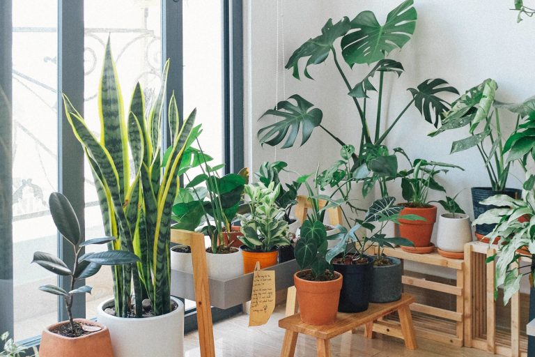 Cuáles Son Las Plantas De Interior Peligrosas?
