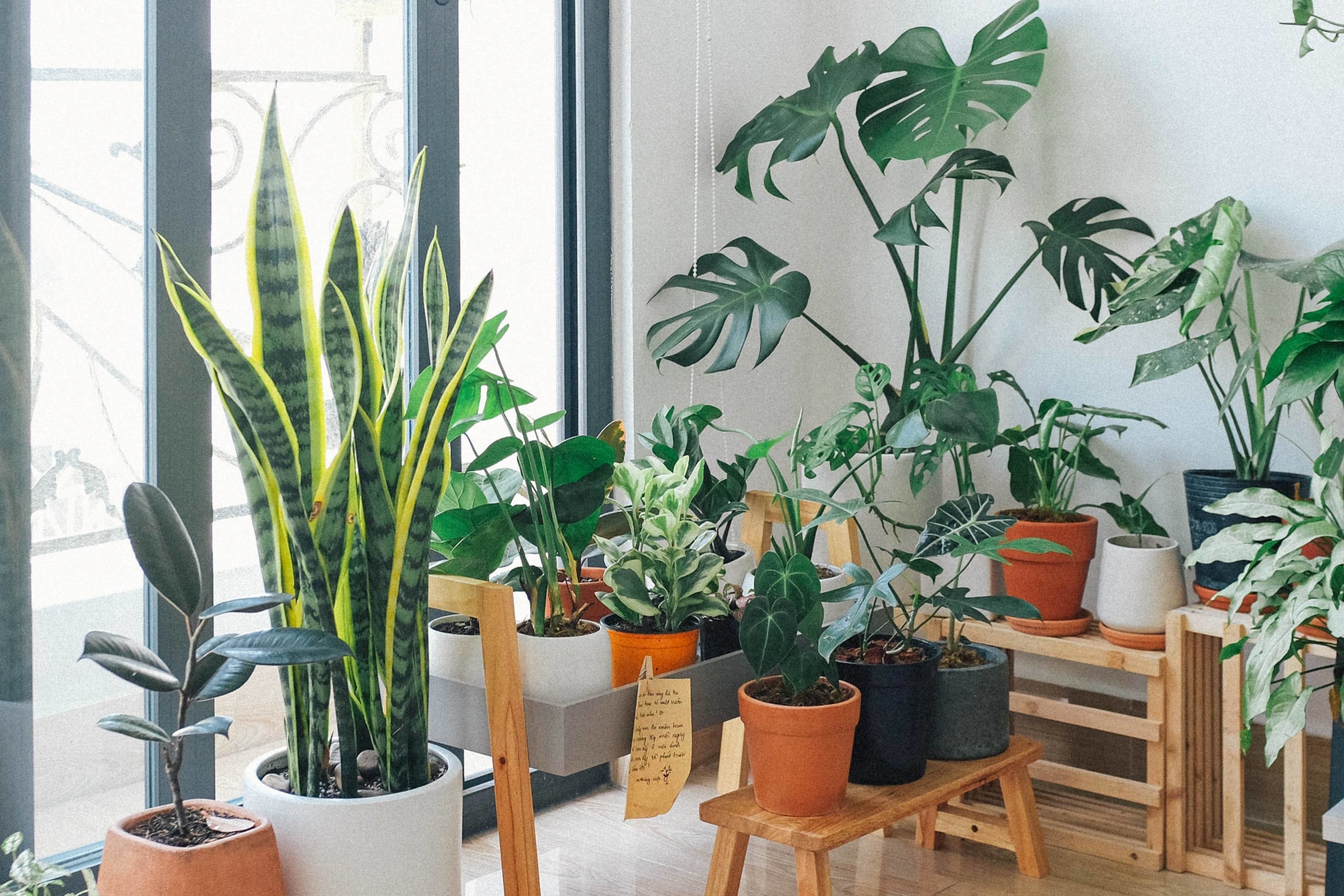 Cuáles son las plantas de interior peligrosas?
