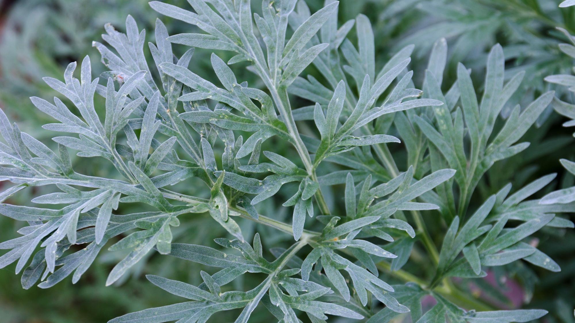 Cuáles son las propiedades medicinales de la artemisa absinthium?