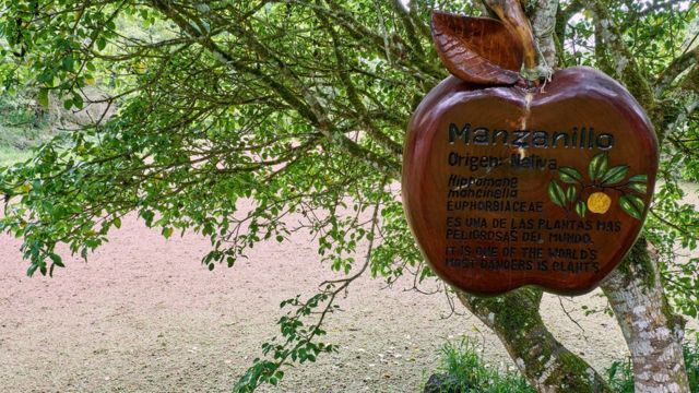 La Ingestión De Las Frutas Del árbol Manzanillo Es Mortal?