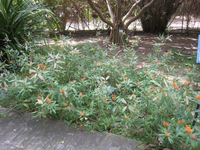 Cuáles Son Los Usos De La Asclepia En La Jardinería Y El Paisajismo?