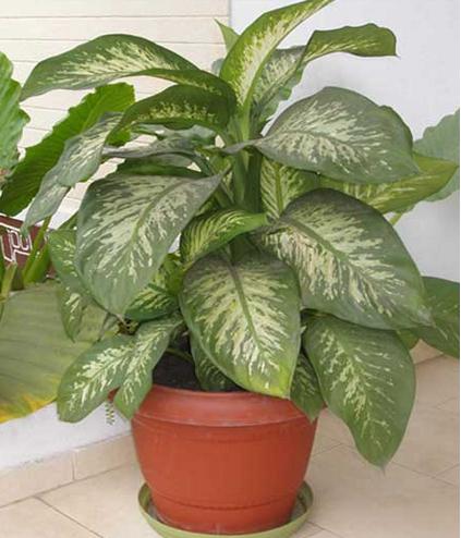 Es común que las plantas de interior sean venenosas?