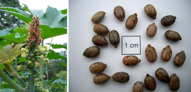 Se Pueden Cultivar Las Plantas De Ricino A Partir De Esquejes?