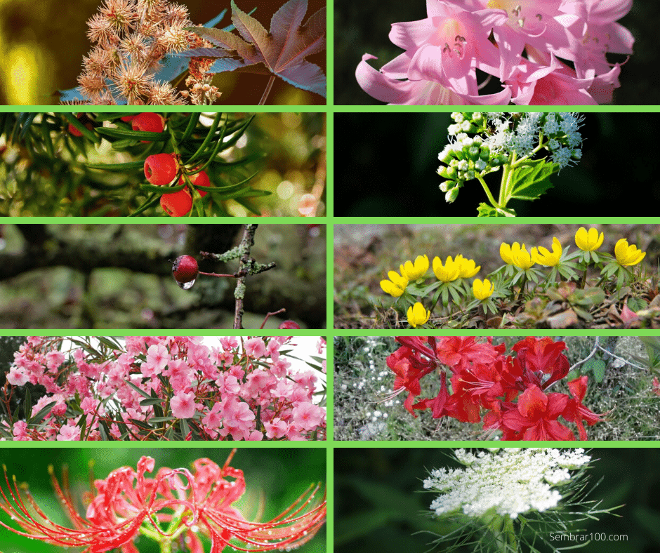 Existe una lista de flores tóxicas comúnmente encontradas?
