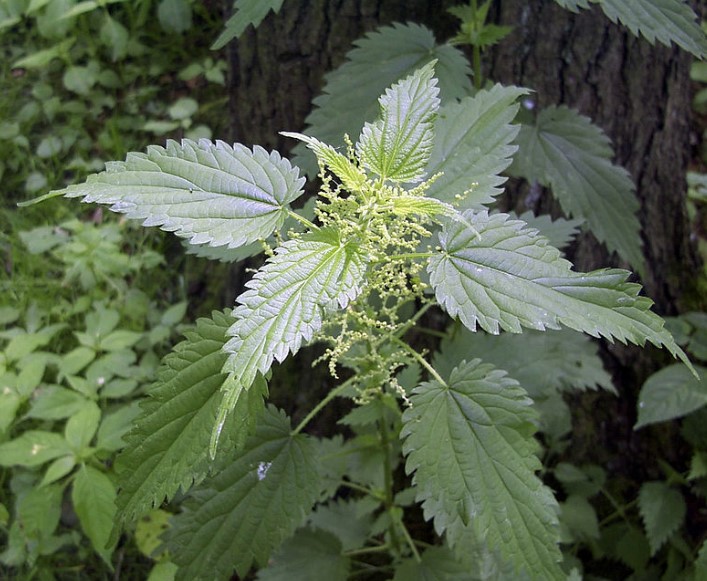 Se Considera La Ortiga Una Planta Invasiva?