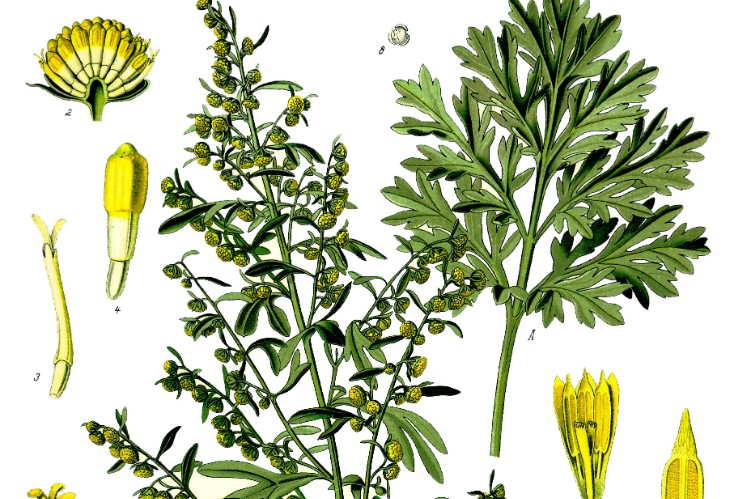 Cómo Lucen Las Flores Del Almez Negro?