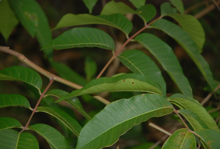 Cuál Es El Nombre Científico Del árbol Manzanillo?