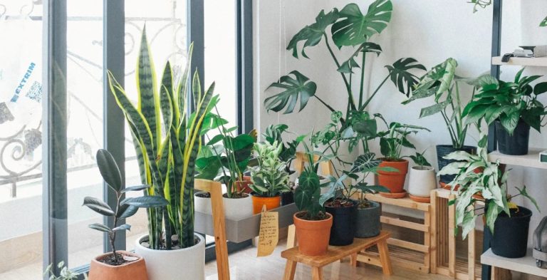 Cómo Puedo Manipular Con Seguridad Plantas De Interior Peligrosas