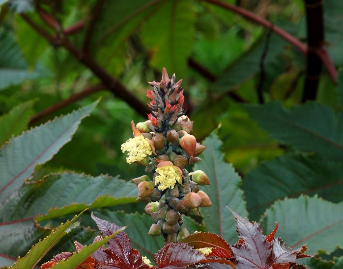 Con Qué Rapidez Crece La Planta De Ricinus Communis?