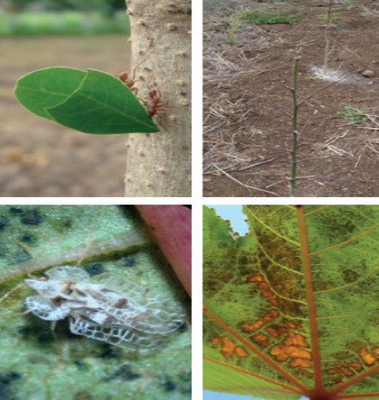 Qué Plagas Afectan A Las Plantas De Ricinus Communis?