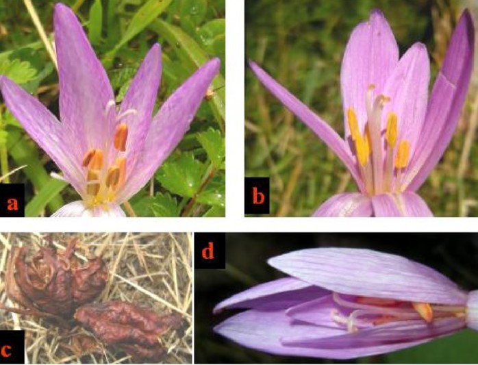 Cuáles Son Los Diferentes Colores De Flores De Colchicum?
