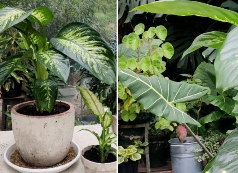Cómo Proporciono Humedad A Mi Dieffenbachia?