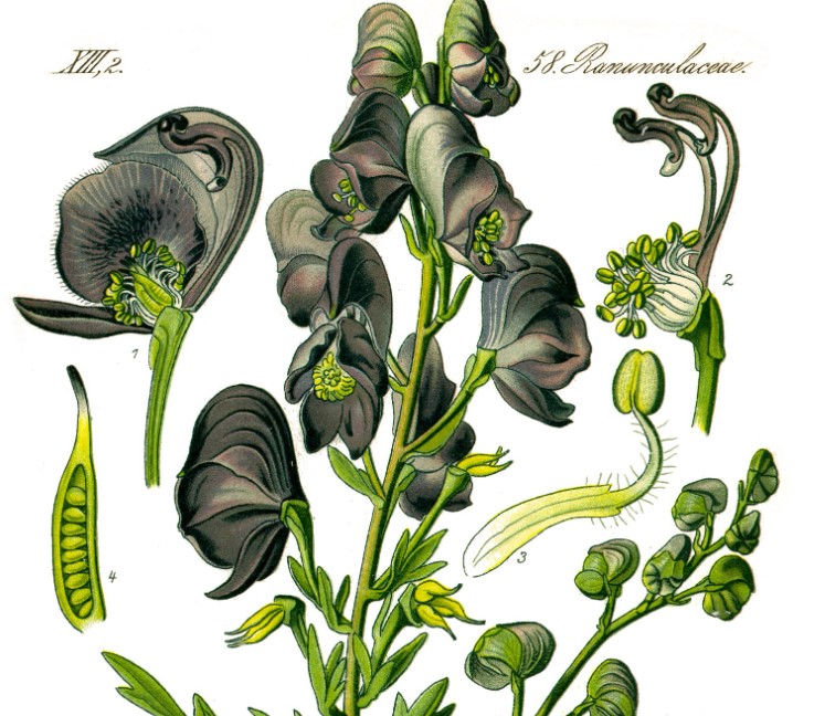 Todas Las Partes De Las Plantas De Aconitum Son Venenosas