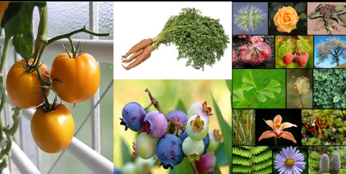 Cuál Es El Papel De Las Solanáceas En La Historia De La Botánica