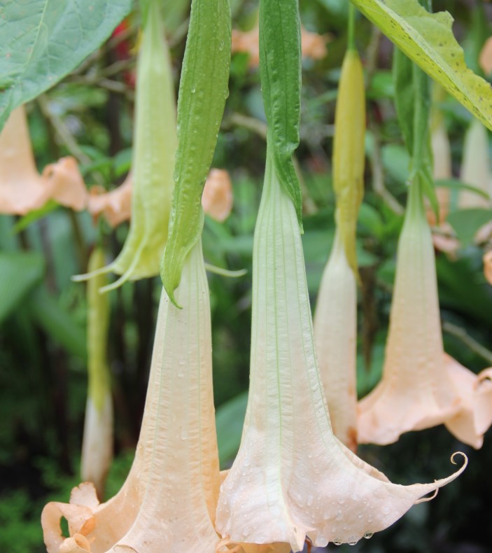 Se Puede Utilizar La Brugmansia Con Fines Medicinales