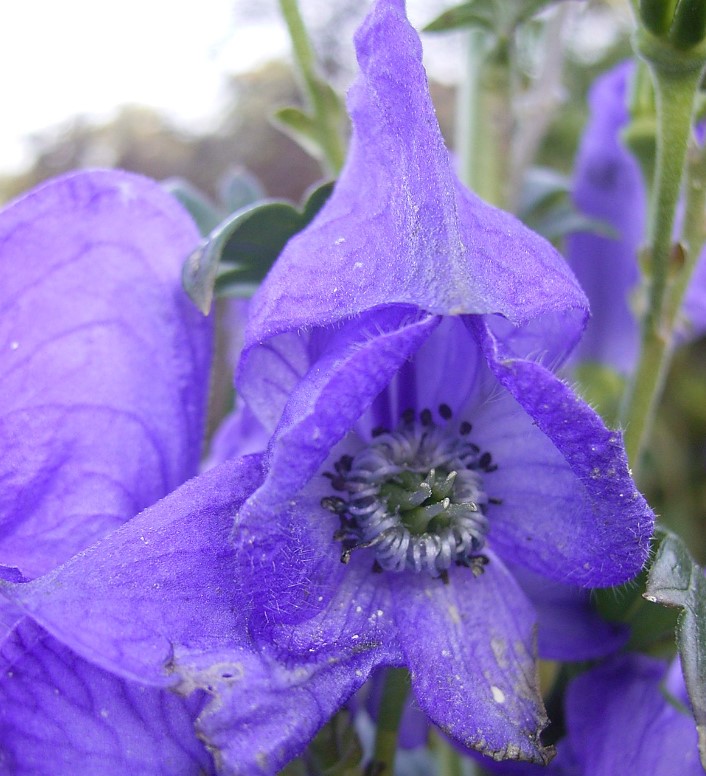 Cómo Se Trata La Toxicidad Del Aconitum En Los Humanos
