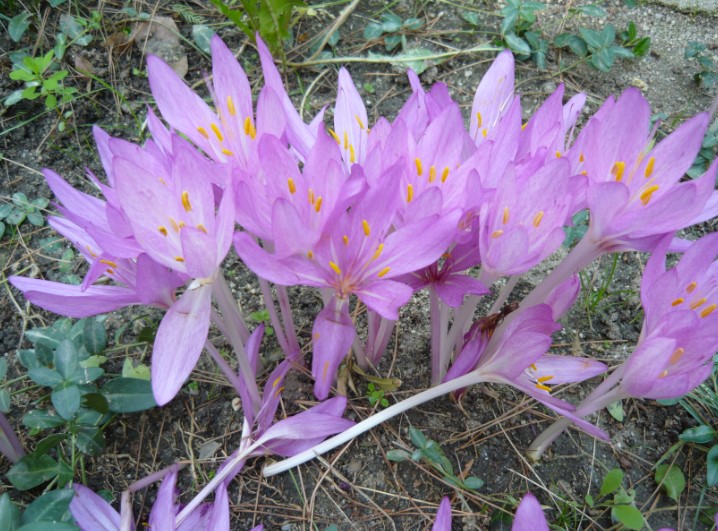 Cuál Es El Hábito De Crecimiento De Las Flores De Colchicum