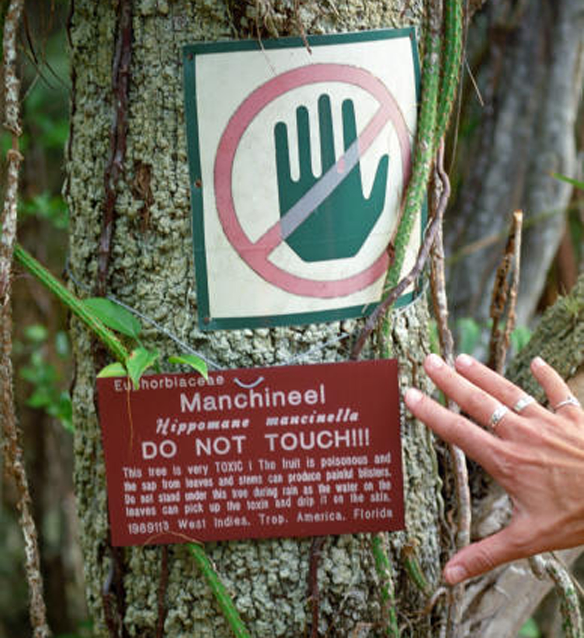 Es seguro tocar el árbol Manzanillo?