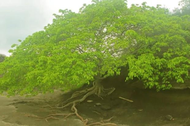 Cómo Puede Ser Perjudicial El árbol Manzanillo Para Los Humanos?