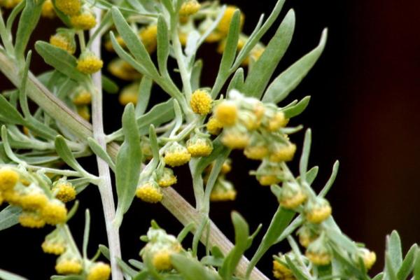 Cómo Afecta La Artemisa Absinthium Al Medio Ambiente?