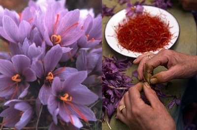 Cuál Es La Temporada De Floración Del Azafrán De Otoño?