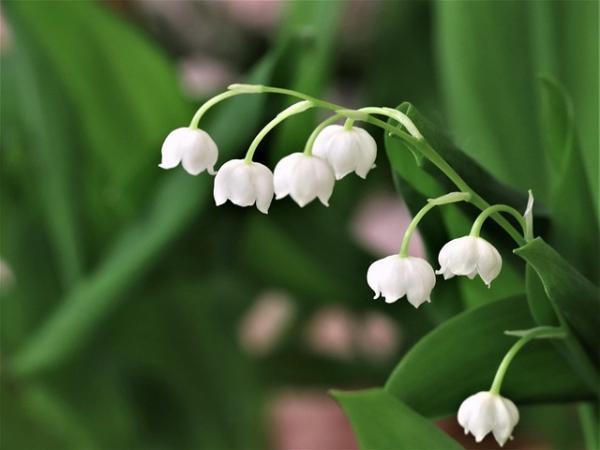 El Lirio De Los Valles Es Adecuado Para Jardines De Sombra?