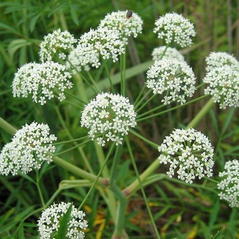 Cuáles Son Las Características De Las Plantas De Cicuta?
