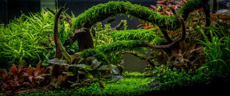 Creando Un Impresionante Acuascape Con Plantas Acuáticas.
