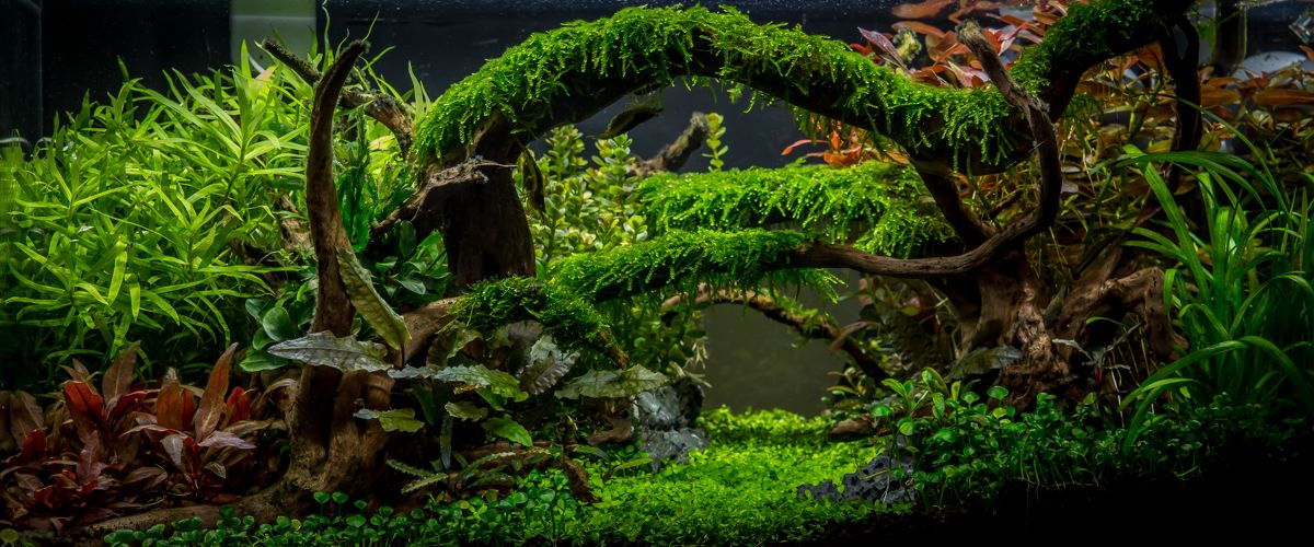 Creando un impresionante acuascape con plantas acuáticas.