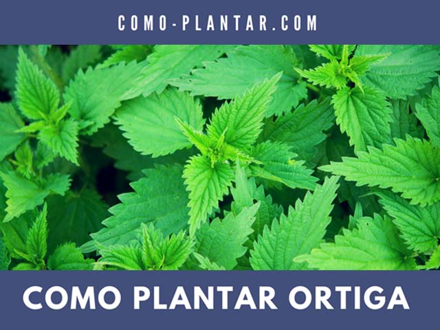 Cómo Se Puede Cultivar La Ortiga?
