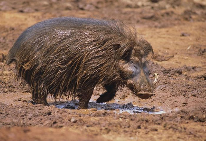 En Qué Regiones Habita La Hierba Gigante Del Cerdo?