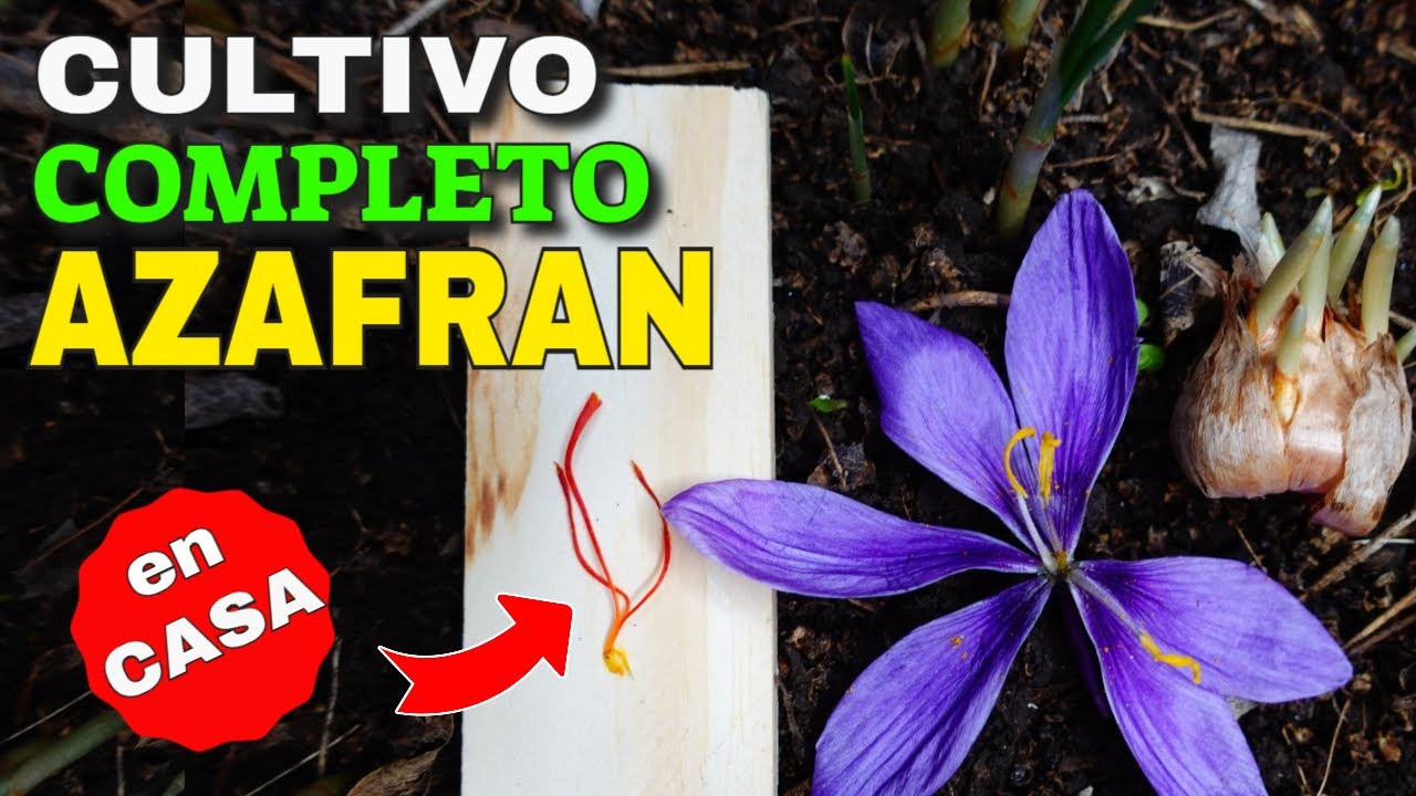 Cómo se plantan los bulbos del Azafrán de Otoño?