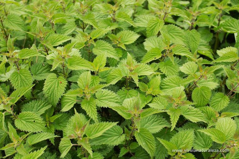 Cómo Se Identifican Las Plantas De Ortiga?