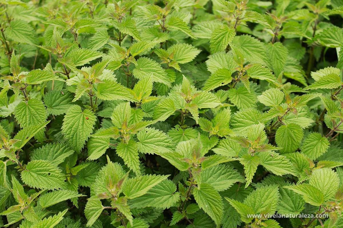 Cómo se identifican las plantas de ortiga?
