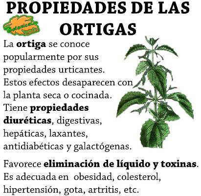 Cómo se utiliza la ortiga en la medicina tradicional?