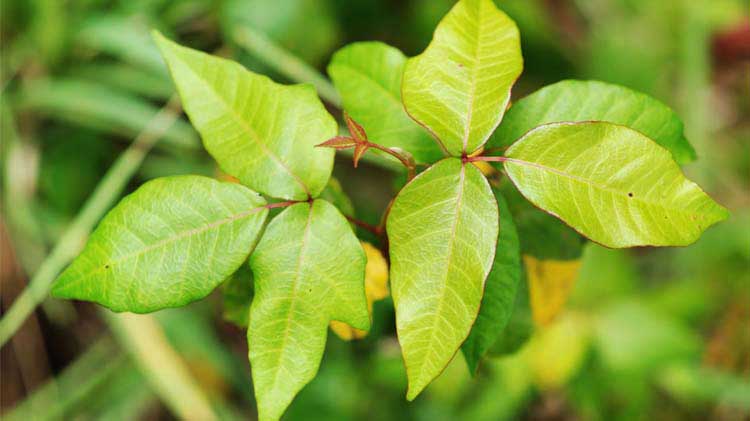 Cómo Puedo Identificar Plantas De Interior Potencialmente Dañinas?