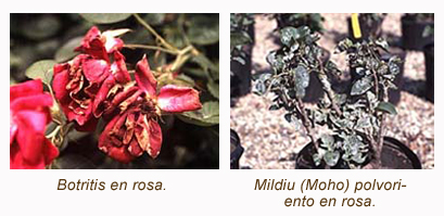 Cuáles son los síntomas de la toxicidad causada por las flores?