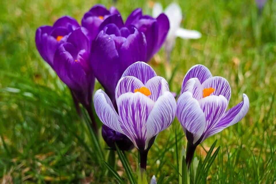 Cómo se propagan las flores del Azafrán de Otoño?
