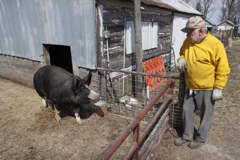 Cómo Se Propaga La Hierba Gigante Del Cerdo?